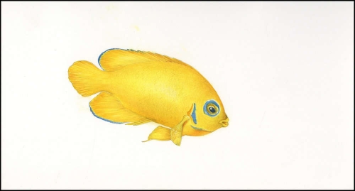 2010, Pitcairn, (805) Original