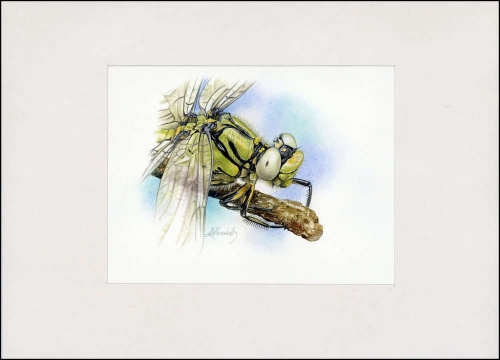 2010, Weissrussland, (826) Original