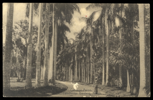 Ceylon, Brief