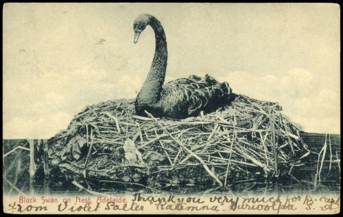 Südaustralien, 79-80, Brief