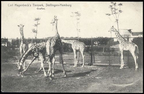 Tiere,Zoologische Gaerten,allgemein