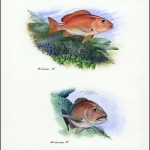 1998, Turks und Caicos Inseln, (1404-05) Original