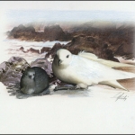 1997, Ross Gebiet, (50) Original