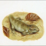 2005, Salomoninseln, (1282) Original