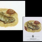 2005, Salomoninseln, (1282) Original