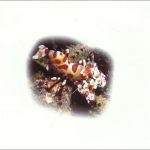 2005, Kiribati, (983) Original