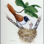 1996, Seychellen, (801) Original