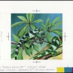 1990, Tonga, (1142) Original