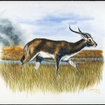 1987, Sambia, (438) Original