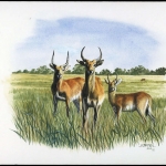 1987, Sambia, (439) Original