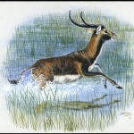 1987, Sambia, (440) Original