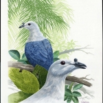 1995, Tokelau Inseln, (210) Original