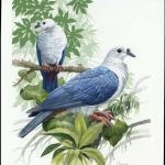 1995, Tokelau Inseln, (211) Original