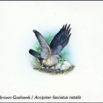 2002, Weihnachtsinseln, (499) Original