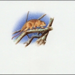 2002, Salomoninseln, (1063) Original