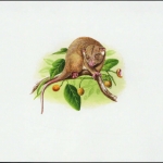 2002, Salomoninseln, (1064) Original