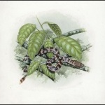 2005, Jungferninseln, (394) Original