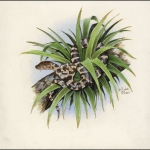 2005, Jungferninseln, (395) Original