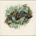 2005, Jungferninseln, (396) Original