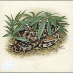 2005, Jungferninseln, (397) Original