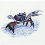 2000, Kokos Inseln, (400) Original