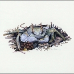 2000, Kokos Inseln, (402) Original