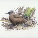 2007, Pitcairn, (719) Original