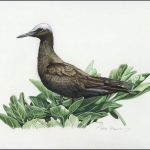 2007, Pitcairn, (720) Original