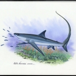 2002, Tokelau Inseln, (322) Original