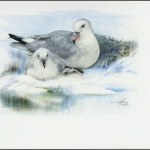 1997, Ross Gebiet, (52) Original