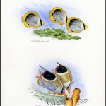 1997, Mikronesien, (583-84) Original