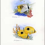 1997, Mikronesien, (585-86) Original