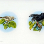 1996, Pitcairn, (487+89) Original