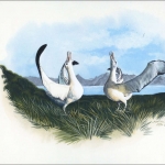 1999, Tristan da Cunha, (654) Original