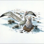 1999, Tristan da Cunha, (655) Original