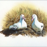 1999, Tristan da Cunha, (656) Original