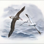 1999, Tristan da Cunha, (657) Original