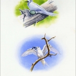 1999, Ascension, (787+88) Original