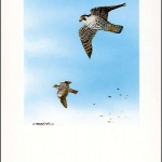 2000, Alderney, (150) Original