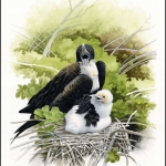 2008, Nauru, (690) Original