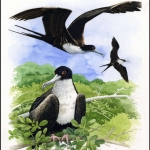 2008, Nauru, (692) Original