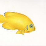 2010, Pitcairn, (805) Original