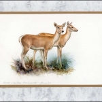 2009, Tadschikistan, (529) Original