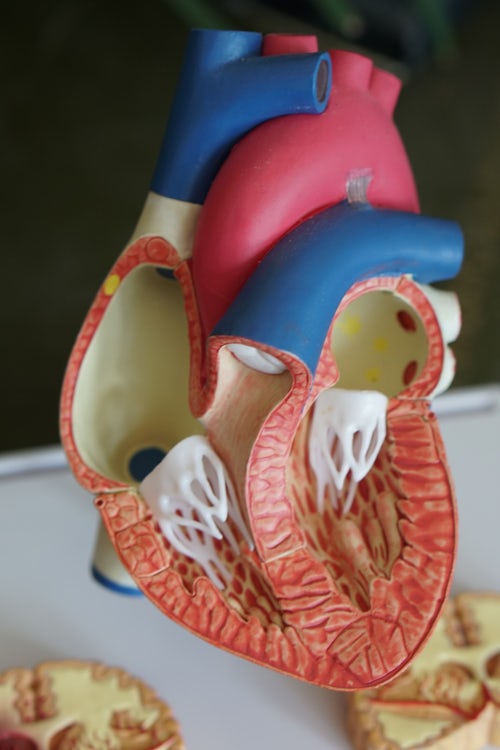 Biologie bild