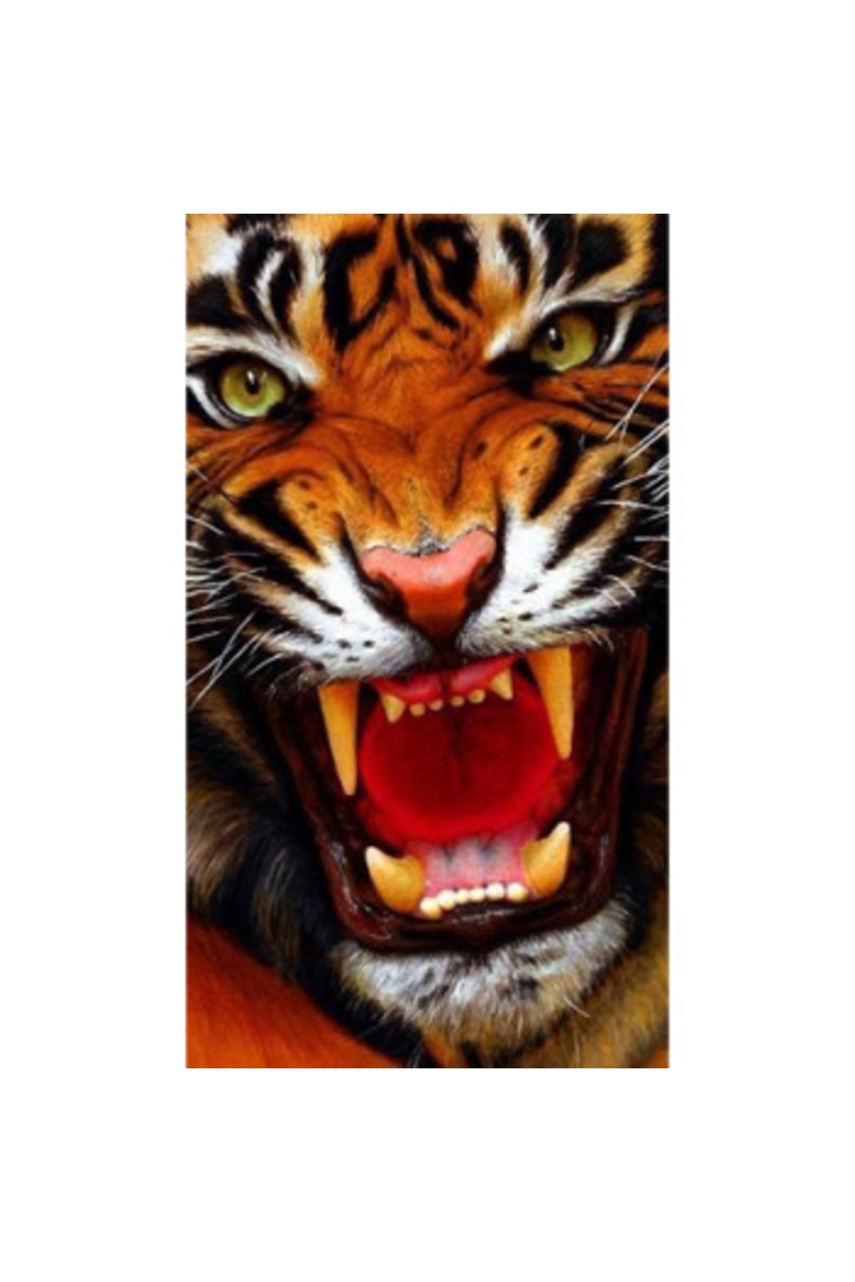 Sayılarla Boyama Seti Kasnaklı Kaplanın Öfkesi