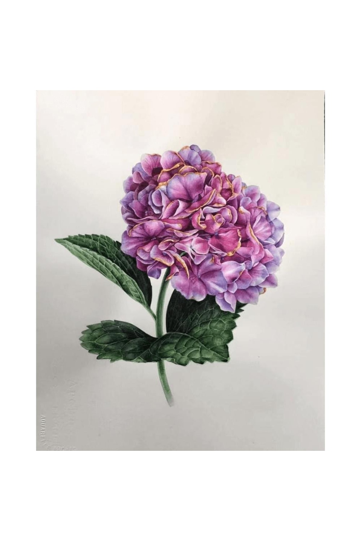 Sayılarla Boyama Seti Kasnaklı Güzel Ortanca 1