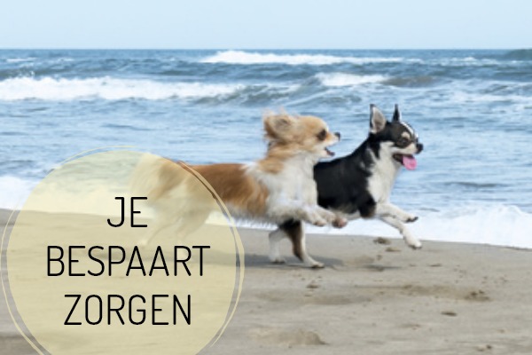 DIEREN-zorgen.jpg dieren-geen-zorgen