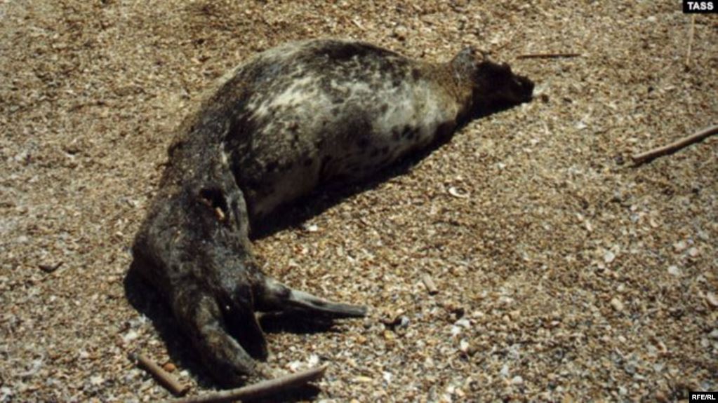 Rusiya Dağıstanda kütləvi şəkildə ölən Xəzər suitilərini aşkarlayıb