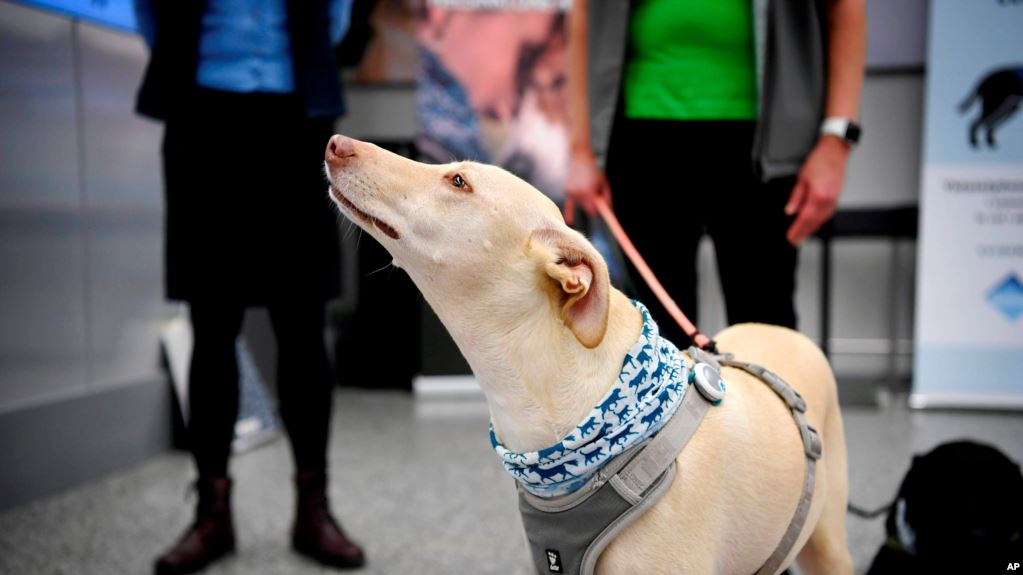 İtlər koronavirus xəstələrini aşkar edə bilir