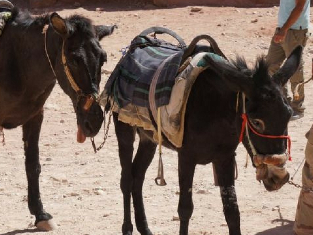 Heyvanlarla pis rəftara görə İordaniya şəhərinin boykotuna çağırış